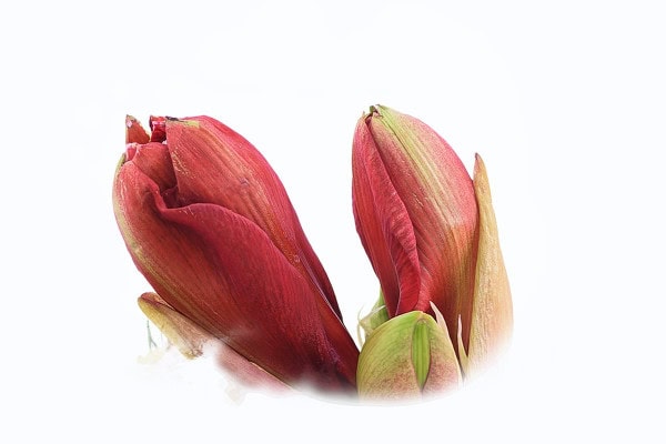 Amaryllis from Liza-Florist, Rheda-Wiedenbrück