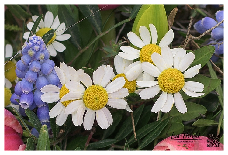 Chamomile - details