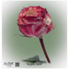 Ecuador Rose Apple Jack