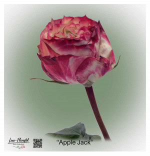 Ecuador Rose Apple Jack