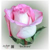 Ecuador Rose Boulevard