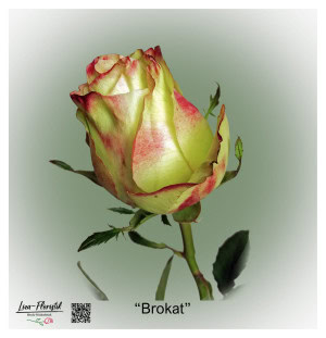 Ecuador Rose Brocade