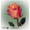 Ecuador Rose Carpe Diem