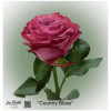 Ecuador Rose Country Blues
