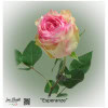 Ecuador Rose Esperanze