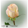 Ecuador Rose French Kiss