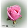 Ecuador Rose Fusion