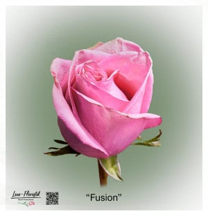 Ecuador Rose Fusion