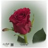 Ecuador Rose Gotcha