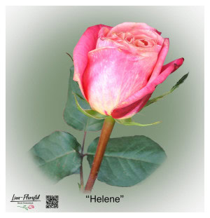 Ecuador Rose Helene