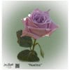 Ecuador Rose Nautica