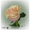 Ecuador Rose Pink Mondial