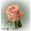 Ecuador Rose Shimmer
