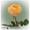 Ecuador Rose Sweet Xpression