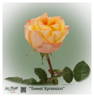 Ecuador Rose Sweet Xpression