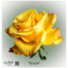 Ecuador Rose Tycoon