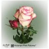 Ecuador Rose Victorian Pink Paloma