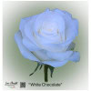 Ecuador Rose White Chocolate