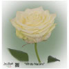 Ecuador Rose White Naomi
