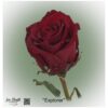 Ecuador Rose Explorer