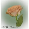 Ecuador Rose Cappuccino
