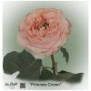 Ecuador Rose Princess Crown pink
