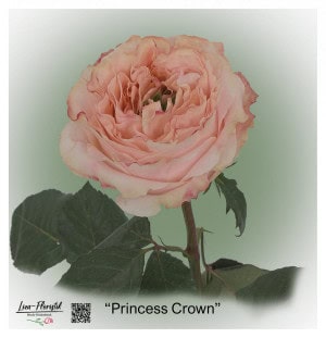 Ecuador Rose Princess Crown pink