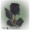 Black rose, colored