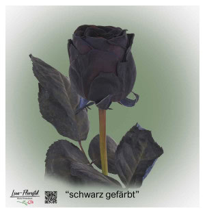 Black rose, colored