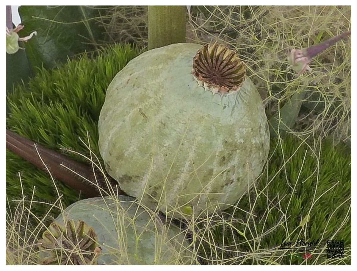 Poppy - Detail 2 -