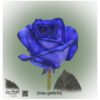 Blue Rose Mondial