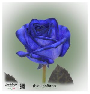 Blue Rose Mondial