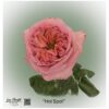 Ecuador Rose Hot Spot