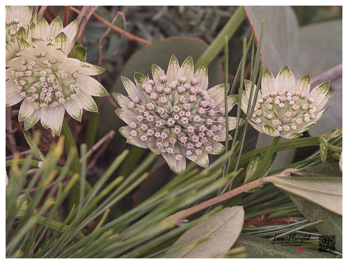 Astrantia - detail