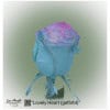 Ecuador Rose Lovely Heart (colored)