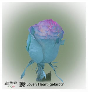 Ecuador Rose Lovely Heart (colored)