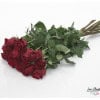 Red roses "Explorer"