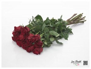 Red roses "Explorer"