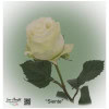 Ecuador Rose Seventh