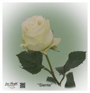 Ecuador Rose Seventh