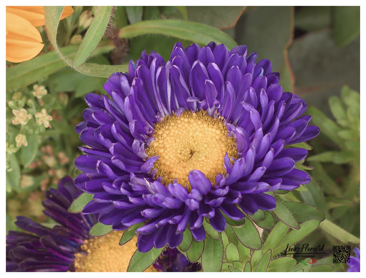 Asters in detail