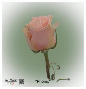 Ecuador Rose Phoenix