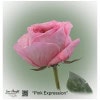 Ecuador Rose Pink Expression