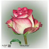 Ecuador Rose Absurda