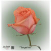 Ecuador Rose Tangerine