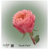 Ecuador Rose South Park