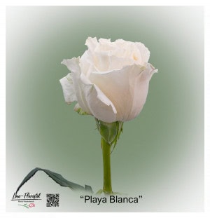 Ecuador Rose Playa Blanca