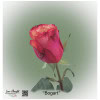 Ecuador Rose Bogart