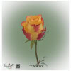 Ecuador Rose Encanto
