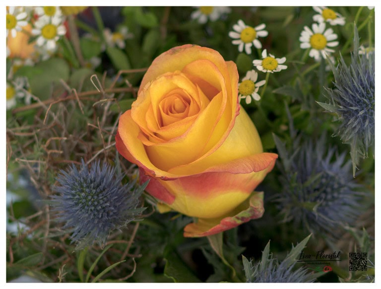 Ecuador Rose Encanto in front of thistles - detail